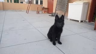 black German Shepherd