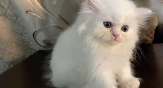 High Quality kittens pair available for sale