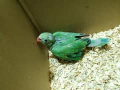 Green Ring neck chicks