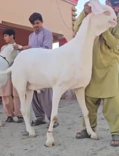 Desi