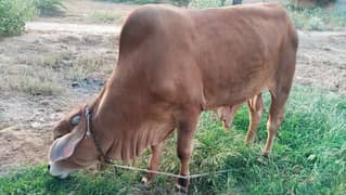 cow