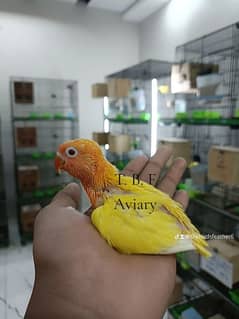 cocktails chicks available for hand tame purpose
