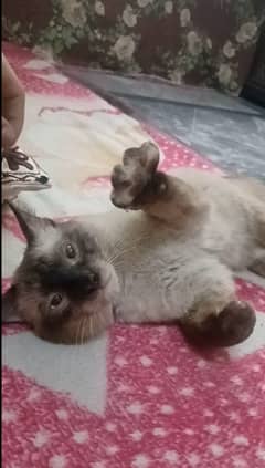 SIamese Cat for Adoptation