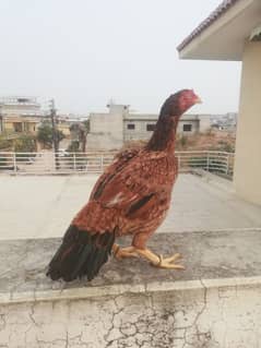High quality lakhi madi for sale 03165389186
