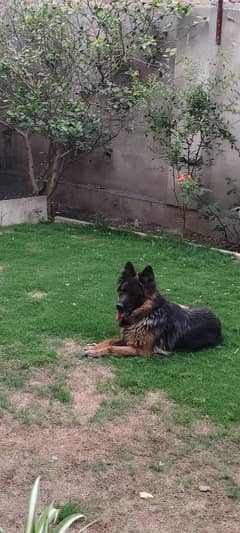 Quality long coat GSD female is up for sale