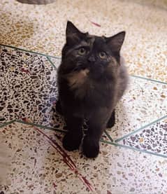 Persian