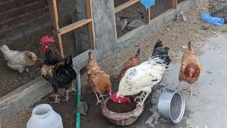 2murgha or 5morgiya sale egg laying