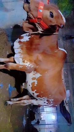 cow