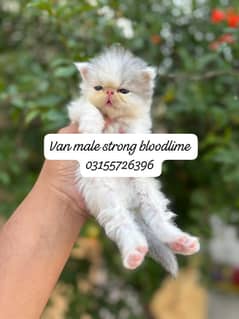 van male & female avb price is high