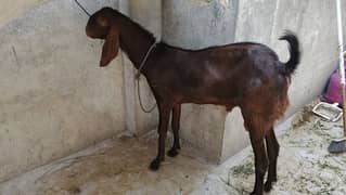 Desi bakry