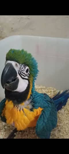 Blue and Gold Macaw Chick Available For Sale