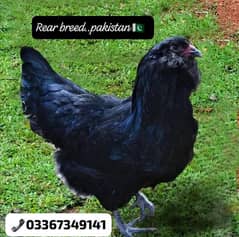 Fancy Neelay or Sabz Anda Dana Wali Rear breed ka Chiks&Eggs available