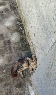 A VERY GOOD PERSION TRAINED CAT