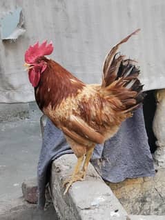 Desi murgha. .  koi bhi chot ya bimari nhi hai