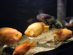 Aquarium Fish for Sale – Parrot Cichlids, Oscars, Green Terror & More