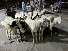 Heavy weight mundra chtra for sale