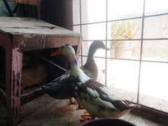 ducks