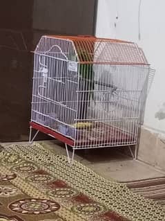 parrot 1 years . . Whatsapp  . . 0330 8394476