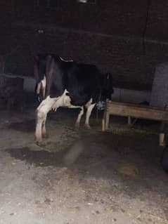 cow pure milk