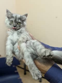 Persian kitten