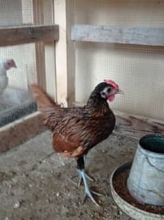 Golden Sebright