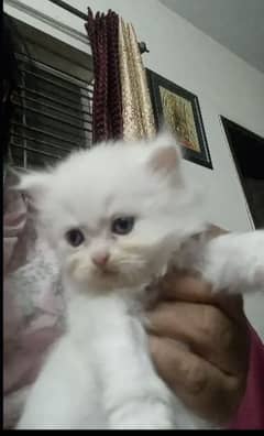 Persion cat