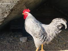 Plymouth fertile eggs