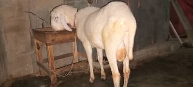 Sheep