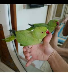 Talking & Hand Tame