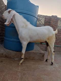 Bakra for sale Qurbani ke liye taiyar hai 70kg hai wait