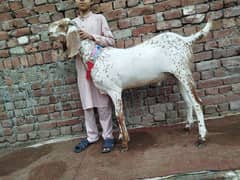 Qurbani