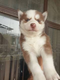 Siberian Husky