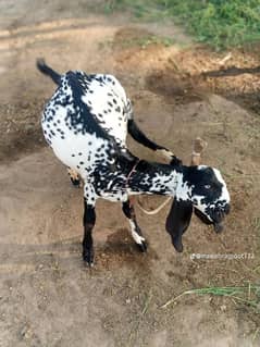 animal