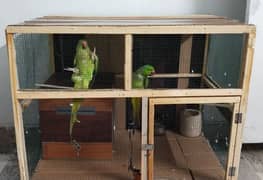 Ringneck Parrot Pairs 100% breeders