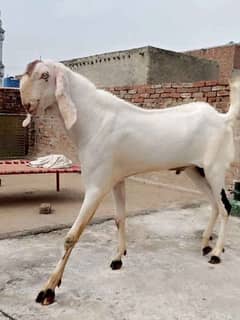 Khasii Bakray 2 Dant Nigar Bakray Ha Pics Mention ha