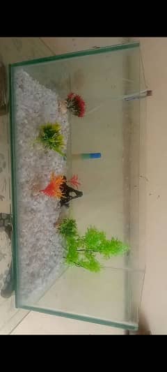 Big and Strong Aquarium for urgent sale