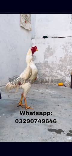 White O-Shamo | Aseel |