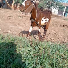 tedda bakra for sale