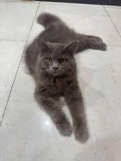grey Persian male cat
