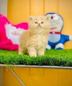 PURE PERSIAN TRIPLE COATED PUNCH FACE BLUE EYE KITTEBNS(cash on deli)