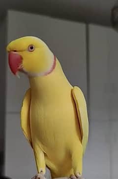 Yellow parrots pair and female available