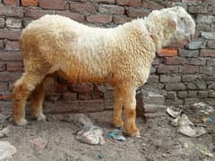 do chhatre Hain Ghar ka  pale hue