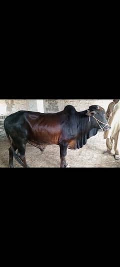 Bull