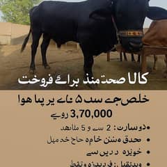 "Healthy Black Bull | Over 5.5 Maunds | Home-Fed"
