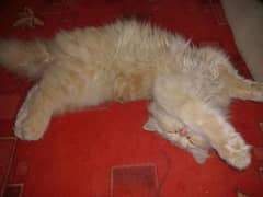 cute persian male cat