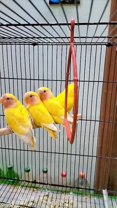 love birds