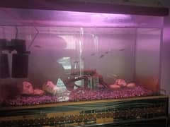 Aquarium with fish for sale