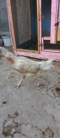 aik aseel or do misri anday wali