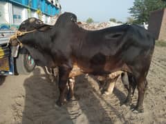 Bachra