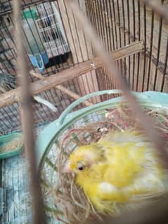 canary pair